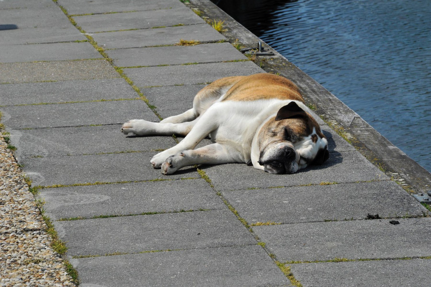 Varen met huisdieren