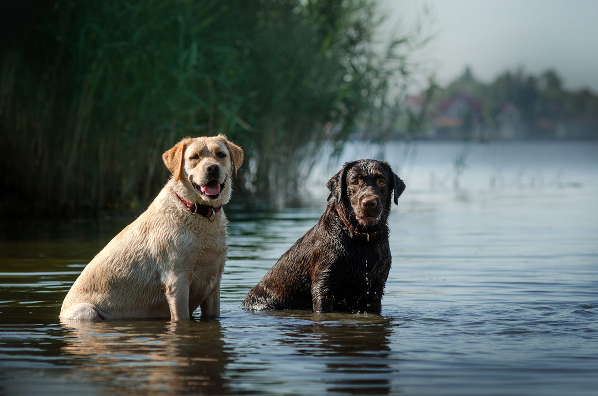 hond-mee-vaarvakantie
